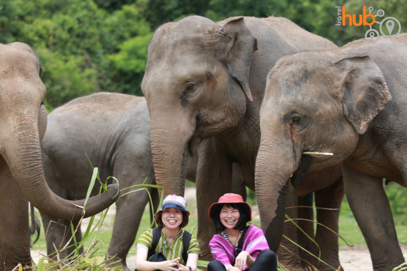 Chiang Mai Elephants